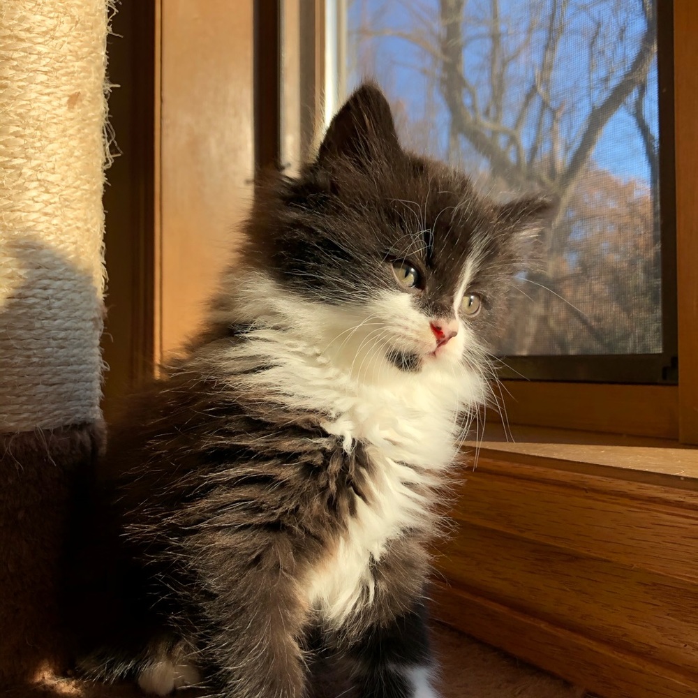 Meet your Posher, Skye